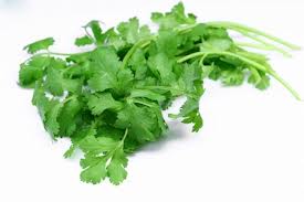CORIANDER SEED OIL(INDIAN) - Essential Oils